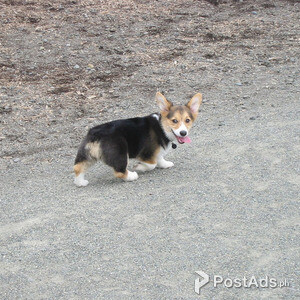 Well trained and registered corgi puppies for adoption | PostAds PH