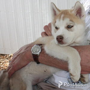 Registered siberian husky Puppies for aadoption | PostAds PH