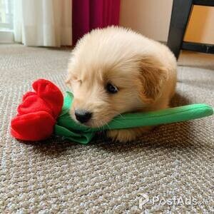 Registered Golden Retriever Puppies for adoption | PostAds PH