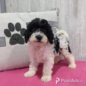 F1 cavapoo puppies | PostAds PH