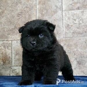 Adorable Chow Chow Puppies | PostAds PH