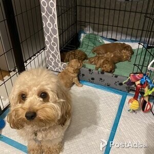 Cockapoo puppy available | PostAds PH