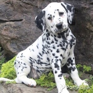 Healthy And Playful Dalmatian Puppies | PostAds PH