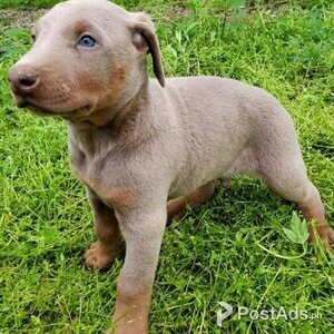 Doberman Pinscher puppies | PostAds PH