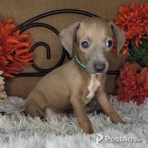 Pedigree Italian Greyhound Pups | PostAds PH