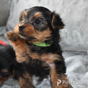 Jack Russel Terrier Puppies | PostAds PH