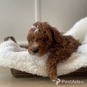 Labradoodle puppies | PostAds PH