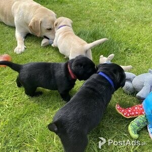 Labrador puppies | PostAds PH