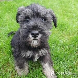 Miniature Schnauzer Puppies | PostAds PH