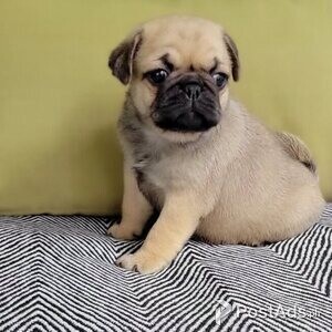 Pug puppies | PostAds PH