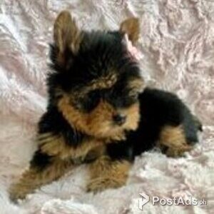 yorkshire terrier puppies | PostAds PH
