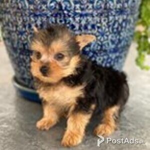 yorkinese terrie puppies | PostAds PH