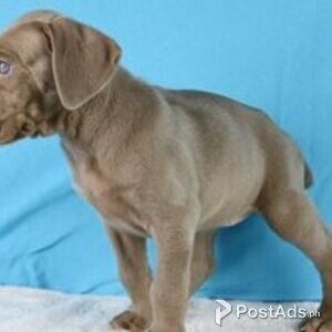 weimeraner puppies available | PostAds PH