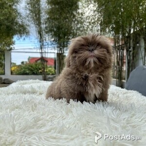 Shih tzu lavender male | PostAds PH