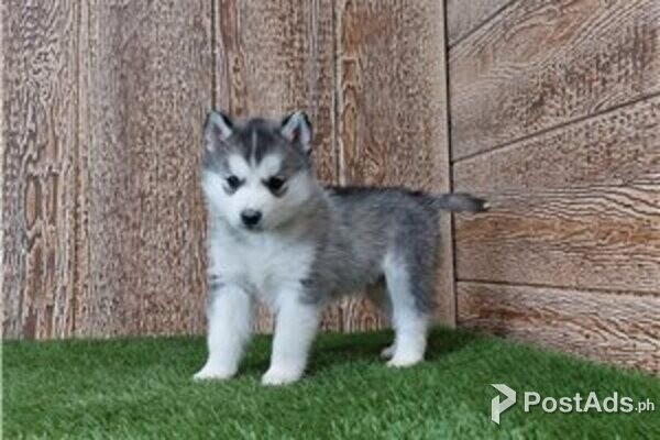 siberian husky 