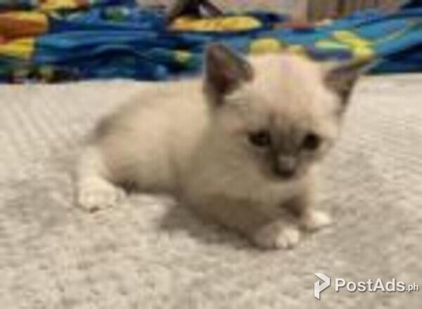 siamese kittens