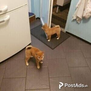shiba inu | PostAds PH