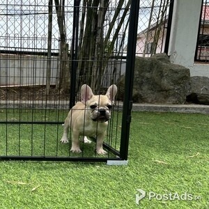 French bulldog female | PostAds PH