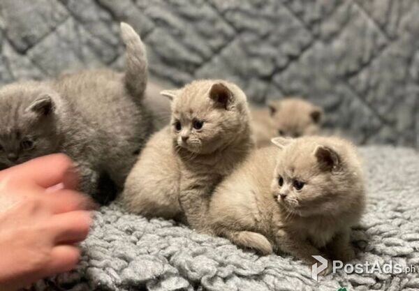 lilac male and female kittens