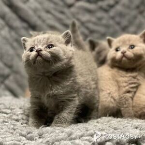 BSH lilac kittens male and female | PostAds PH