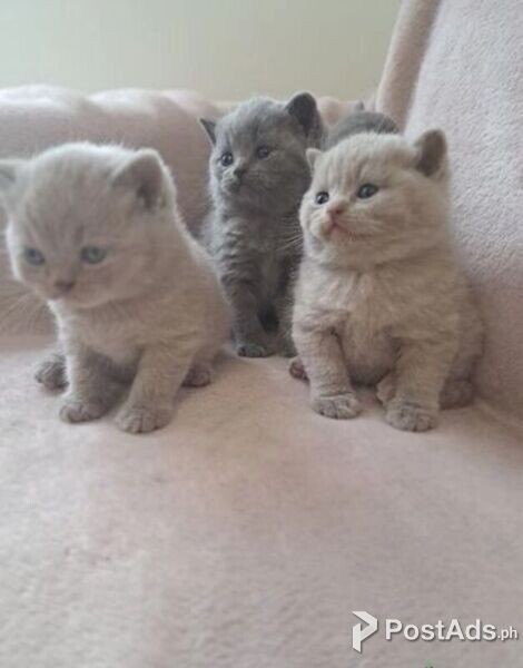 grey and lilac british shorthair kittens