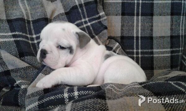 affectionate english bulldog pups