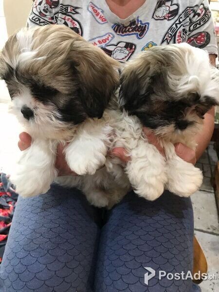 eager-to-please shih tzu pups