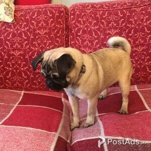 agile pug puppies | PostAds PH