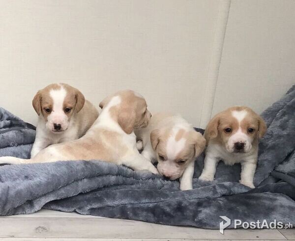 sensitive Beagle male and female puppies