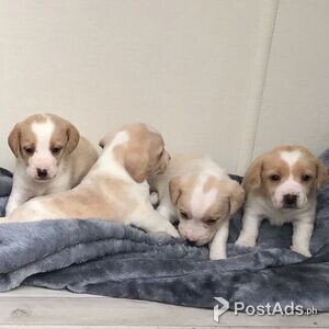sensitive Beagle male and female puppies | PostAds PH