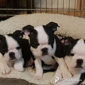 amusing boston terrier puppies | PostAds PH