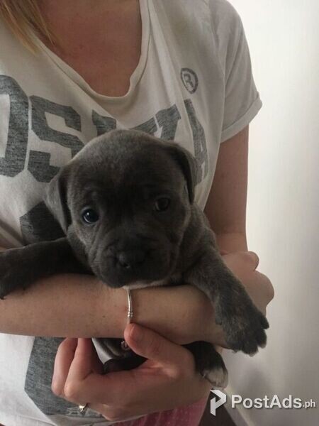anxious staffordshire terrier pups