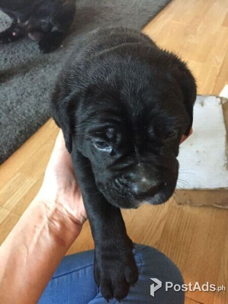 Cane Corsos pups