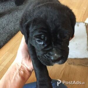 Cane Corsos pups | PostAds PH