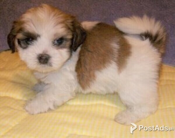beautiful Lhasa Apso pups