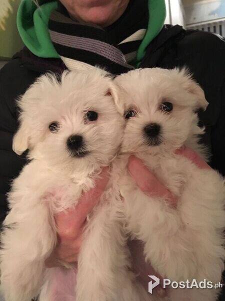 behavioral maltese pups