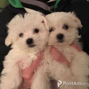 behavioral maltese pups | PostAds PH