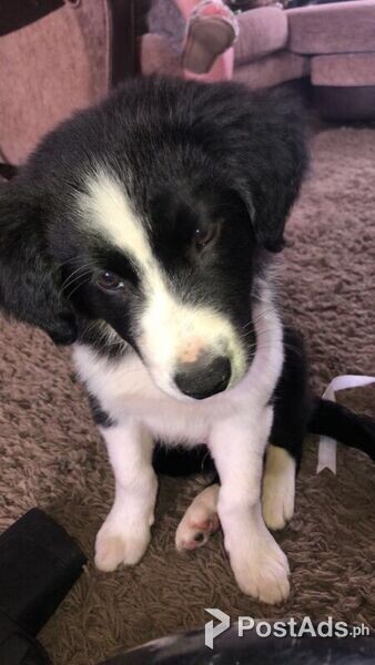 merry border collie pups