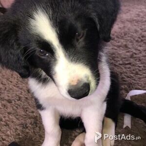 merry border collie pups | PostAds PH