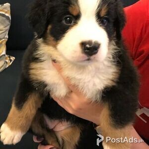 beloved Bernese mountain dog | PostAds PH