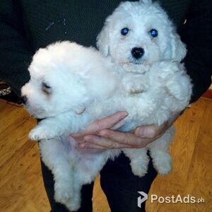 friendly Bichon Frise puppies | PostAds PH