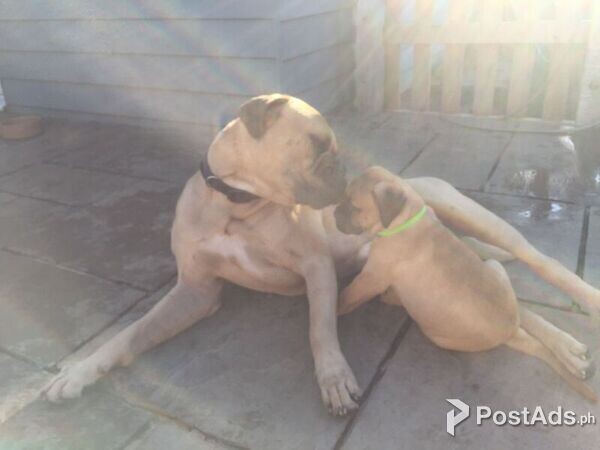 bull mastiff puppies