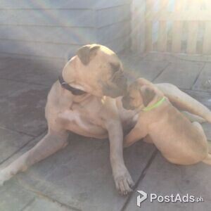 bull mastiff puppies | PostAds PH