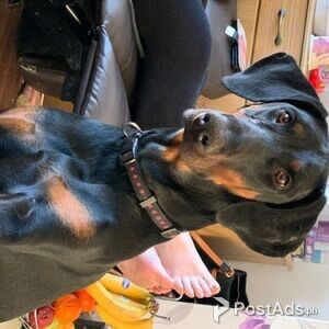 brave Dachshund puppies | PostAds PH