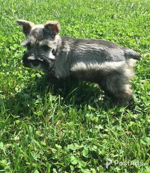 cat-friendly Schnauzer puppies