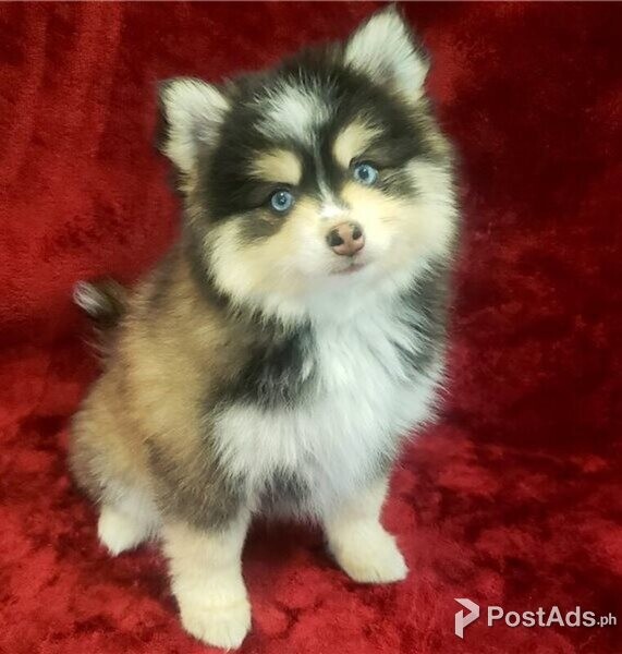 Pomsky Puppies with Papers