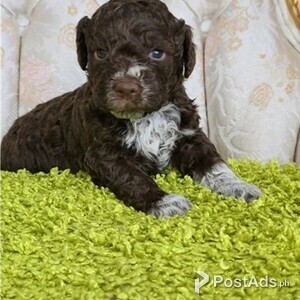 Lagotto Romagnolo Puppies with Papers | PostAds PH