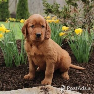 Golden Irish Setter Puppies with Papers | PostAds PH