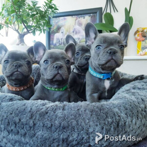 French Bulldog puppies with Papers | PostAds PH