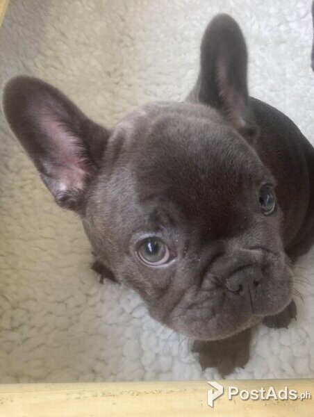 1 GIRL LEFT! Isabella Purebred French Bulldog